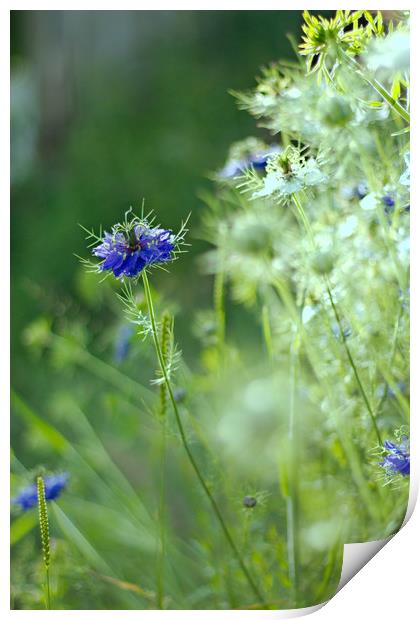 Blue cornflower. Print by Simon J Beer