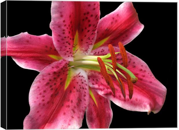 Pink Stargazer Lily macro on Black                 Canvas Print by Jacqi Elmslie