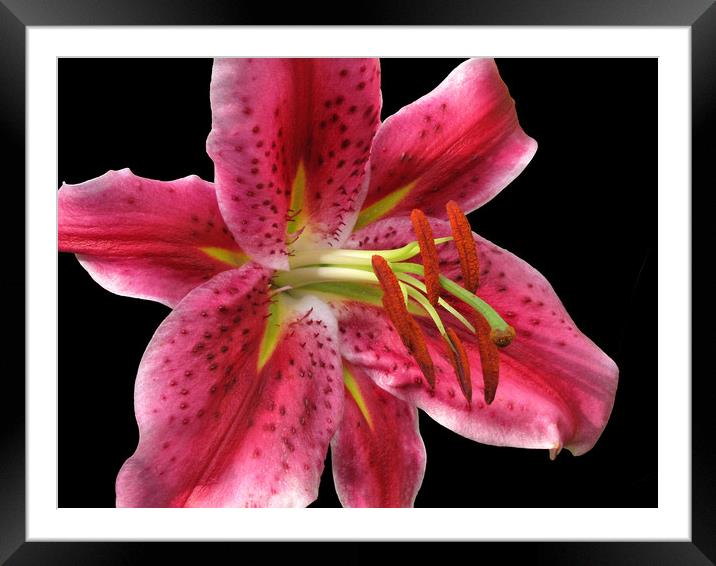 Pink Stargazer Lily macro on Black                 Framed Mounted Print by Jacqi Elmslie
