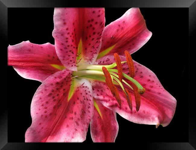 Pink Stargazer Lily macro on Black                 Framed Print by Jacqi Elmslie