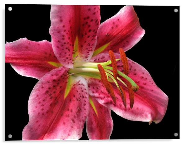 Pink Stargazer Lily macro on Black                 Acrylic by Jacqi Elmslie