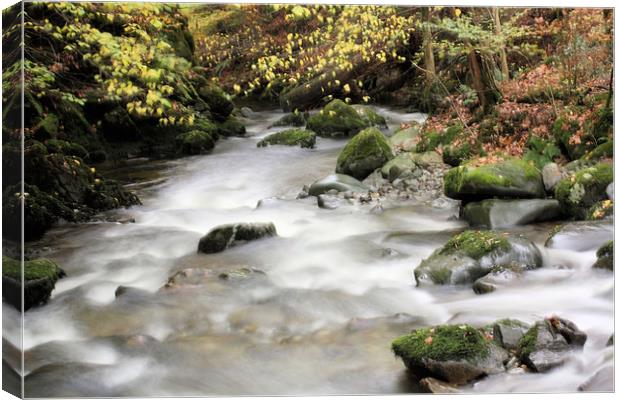 Stock Ghyll #1 Canvas Print by Catherine Fowler