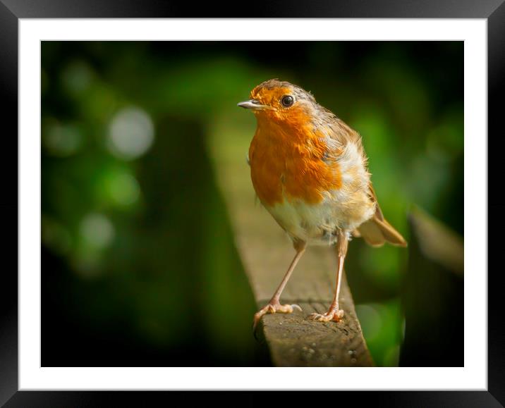 Robin red breast Framed Mounted Print by Jonathan Thirkell