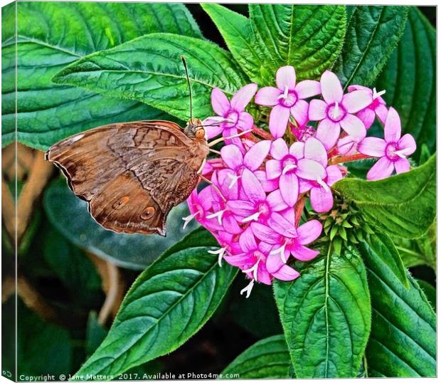 Butterfly on Pink Flower Canvas Print by Jane Metters