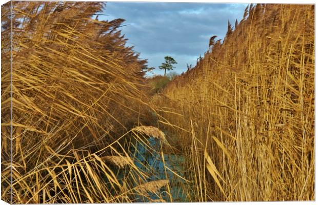             Reeds, Rhyne and Lonesome Pine         Canvas Print by John Iddles