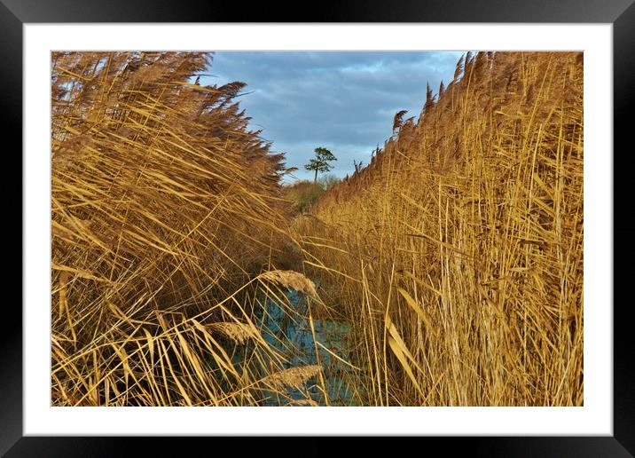             Reeds, Rhyne and Lonesome Pine         Framed Mounted Print by John Iddles