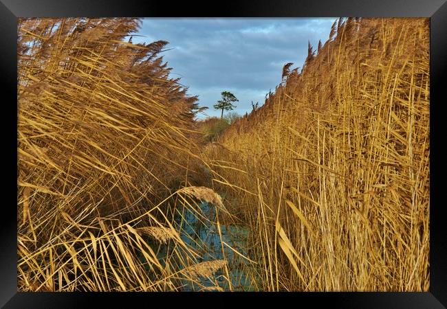             Reeds, Rhyne and Lonesome Pine         Framed Print by John Iddles