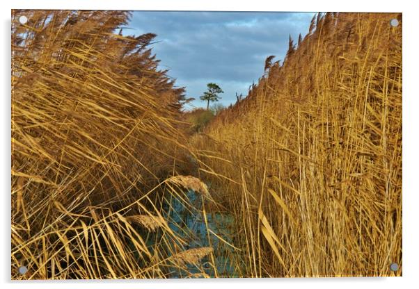             Reeds, Rhyne and Lonesome Pine         Acrylic by John Iddles