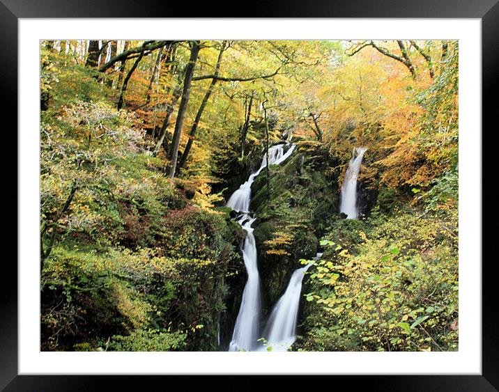 Stock Ghyll #2 Framed Mounted Print by Catherine Fowler