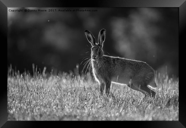 The hare Framed Print by Danny Moore
