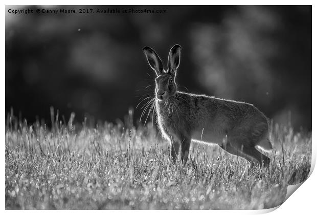 The hare Print by Danny Moore