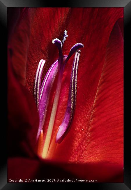 Heart of a Gladiolus Framed Print by Ann Garrett