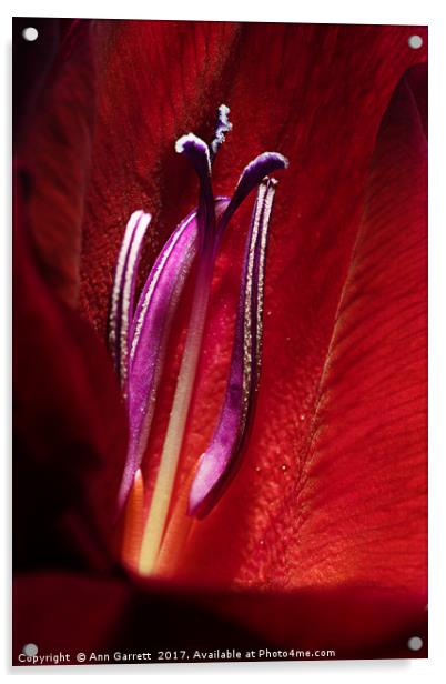 Heart of a Gladiolus Acrylic by Ann Garrett