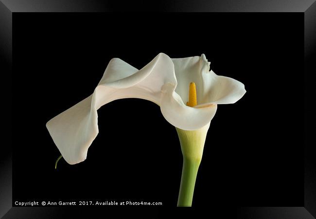 White Zantedeschia Lily Framed Print by Ann Garrett