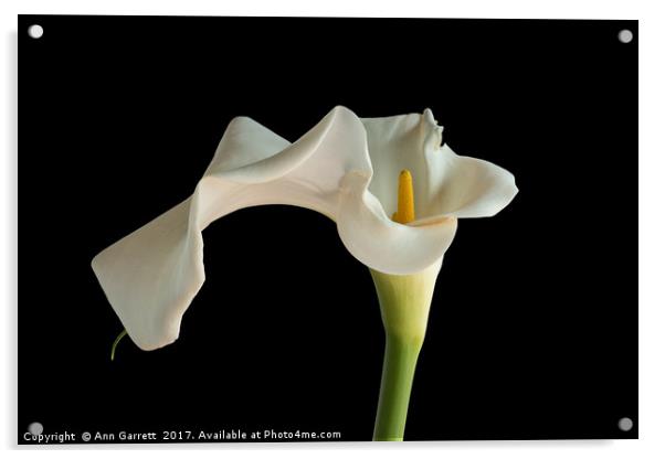 White Zantedeschia Lily Acrylic by Ann Garrett