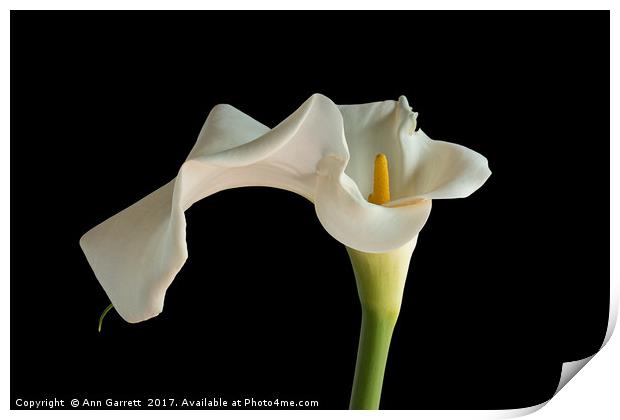 White Zantedeschia Lily Print by Ann Garrett