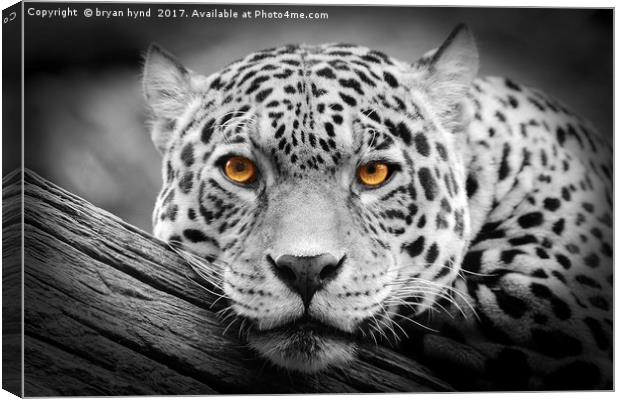 Jaguar Stare isolations Canvas Print by bryan hynd