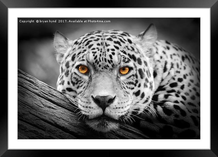 Jaguar Stare isolations Framed Mounted Print by bryan hynd