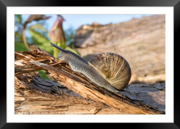 Common Brown Garden Snail Framed Mounted Print by Jason Jones