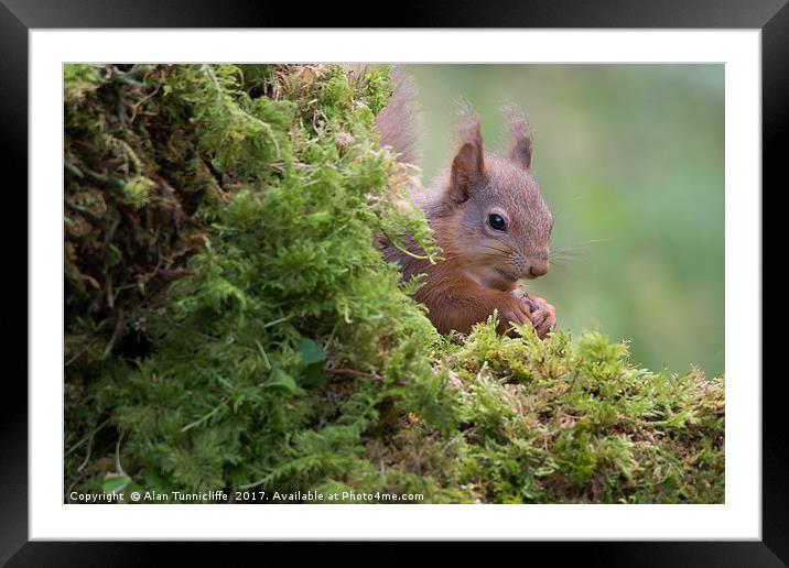 Shy red squirrel Framed Mounted Print by Alan Tunnicliffe