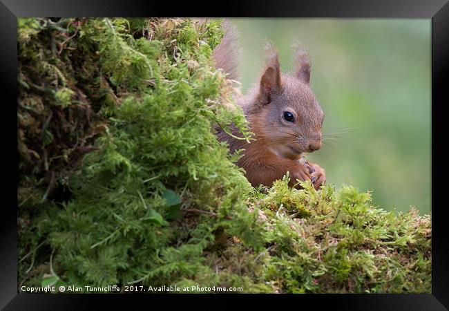 Shy red squirrel Framed Print by Alan Tunnicliffe