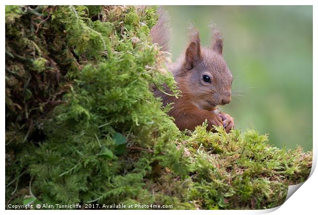 Shy red squirrel Print by Alan Tunnicliffe