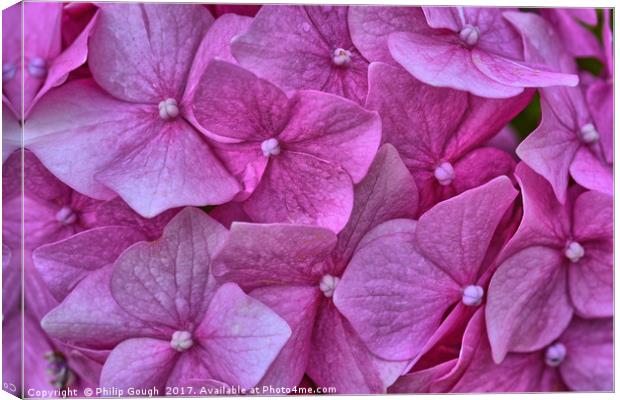 Hydrangears in Violet Canvas Print by Philip Gough