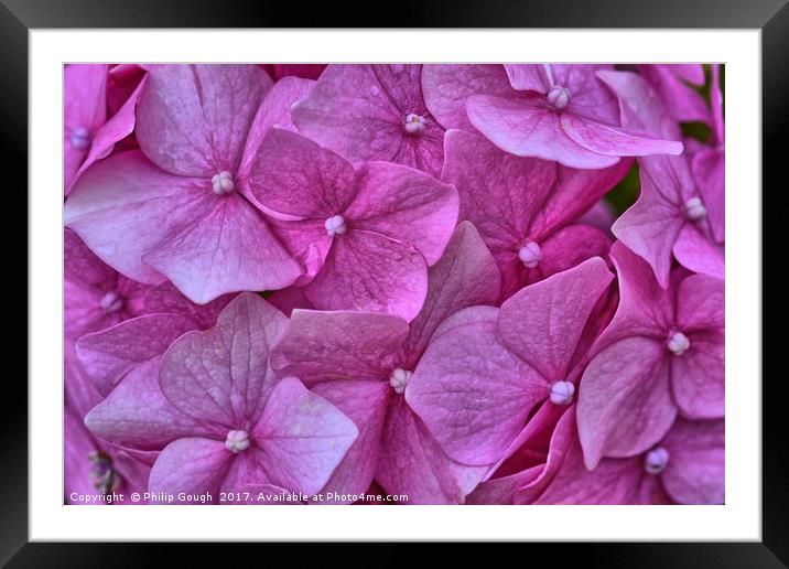 Hydrangears in Violet Framed Mounted Print by Philip Gough