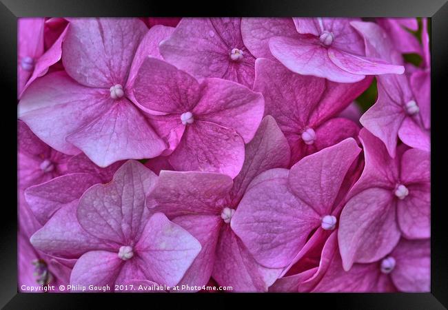 Hydrangears in Violet Framed Print by Philip Gough