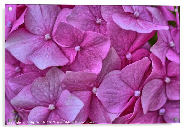 Hydrangears in Violet Acrylic by Philip Gough