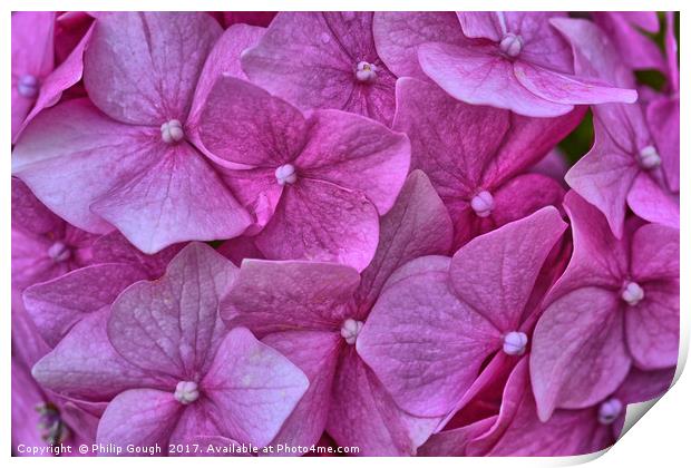 Hydrangears in Violet Print by Philip Gough