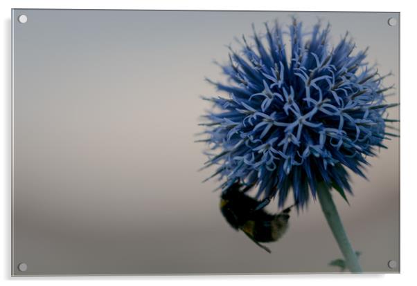 bee friendly Echinops Acrylic by james dorrington