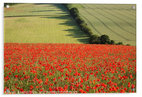Poppies on the North Downs Acrylic by Kentish Dweller