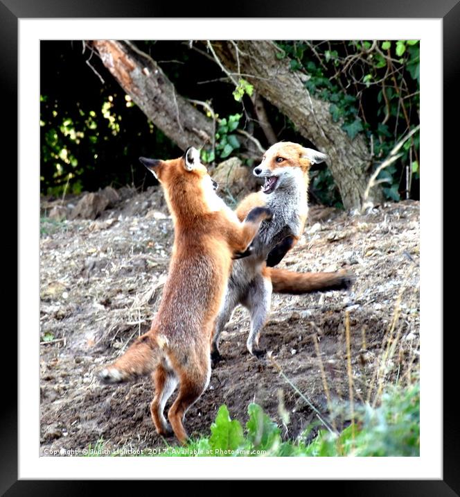 The Frolickings of two young fox cubs Framed Mounted Print by Judith Lightfoot