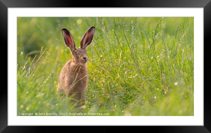 Shropshire Hare Framed Mounted Print by John Breuilly