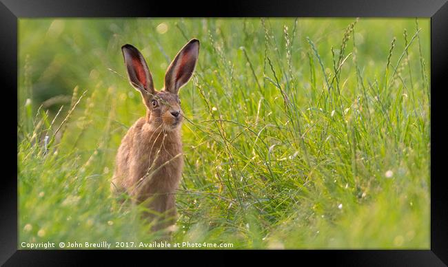 Shropshire Hare Framed Print by John Breuilly