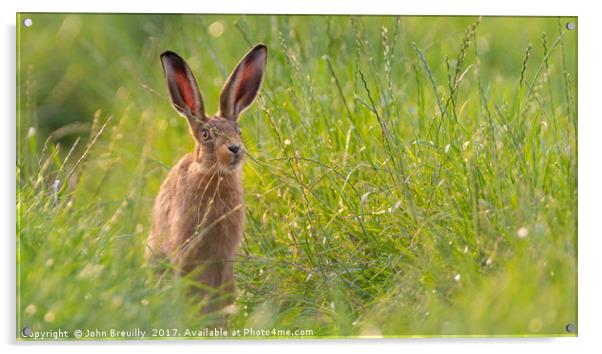 Shropshire Hare Acrylic by John Breuilly