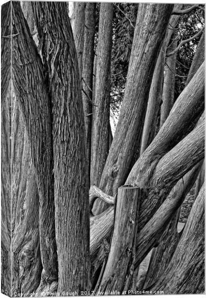 Tree Logged Canvas Print by Philip Gough
