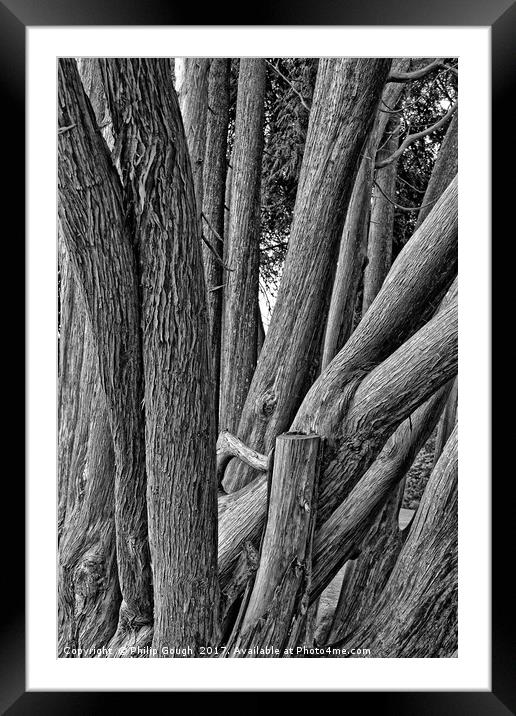 Tree Logged Framed Mounted Print by Philip Gough