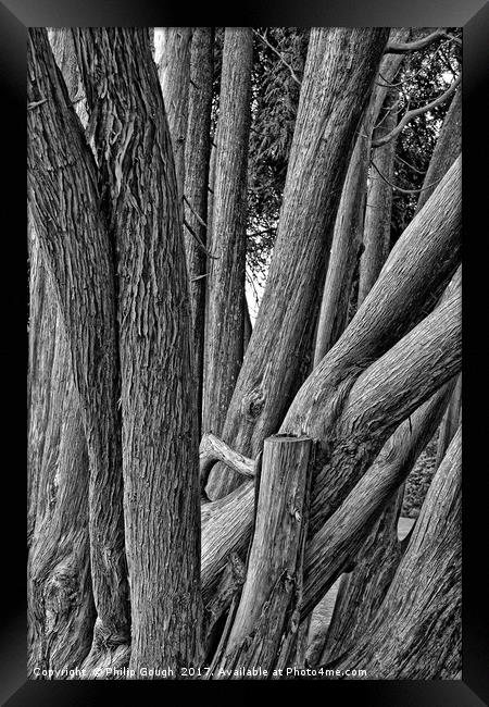 Tree Logged Framed Print by Philip Gough