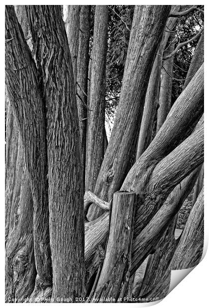 Tree Logged Print by Philip Gough