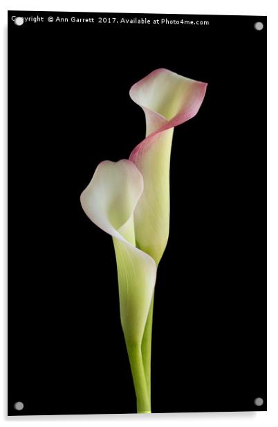 Two Calla Lilies Acrylic by Ann Garrett