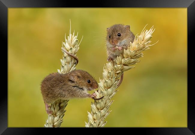 Harvest mice on Corn Framed Print by Val Saxby LRPS
