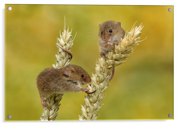 Harvest mice on Corn Acrylic by Val Saxby LRPS