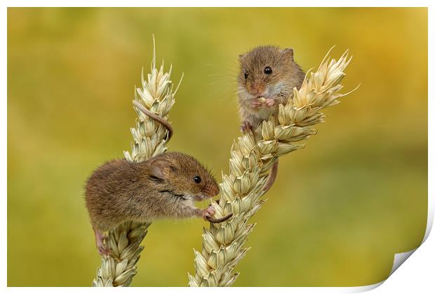 Harvest mice on Corn Print by Val Saxby LRPS