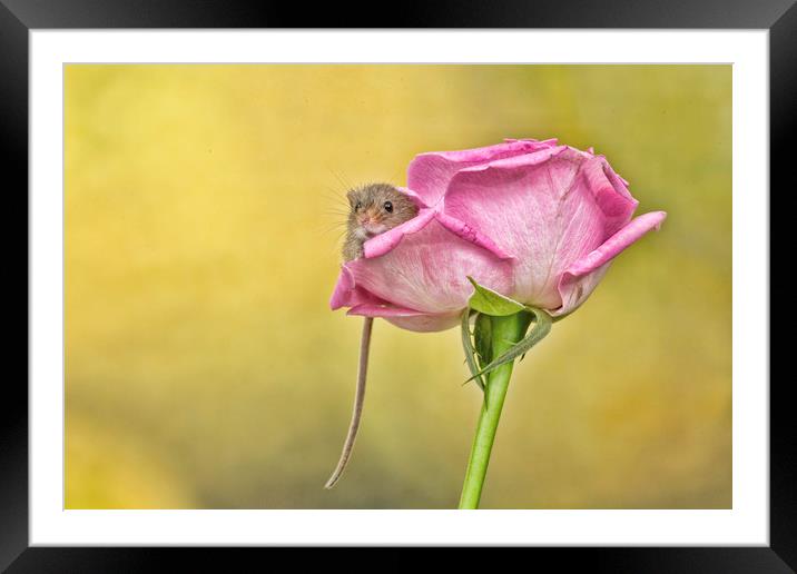 Pretty as a picture Framed Mounted Print by Val Saxby LRPS