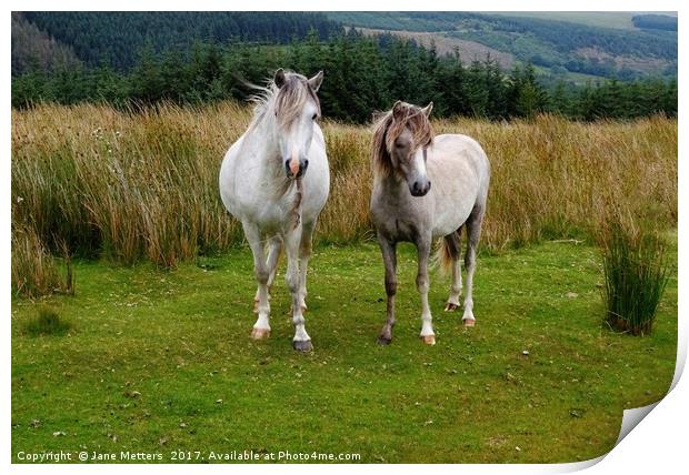 Mountain Horses                            Print by Jane Metters