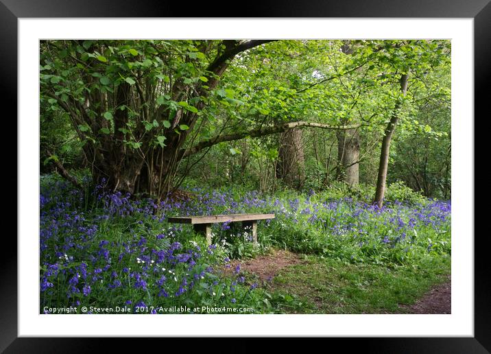 Solitude's Sanctuary: Bluebell Woods Bench Framed Mounted Print by Steven Dale