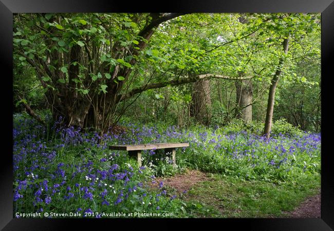 Solitude's Sanctuary: Bluebell Woods Bench Framed Print by Steven Dale