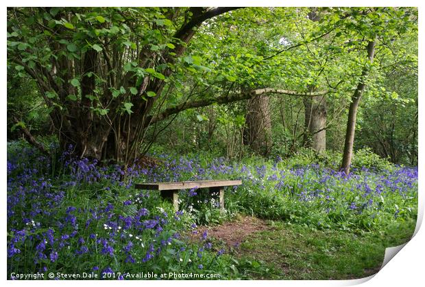 Solitude's Sanctuary: Bluebell Woods Bench Print by Steven Dale